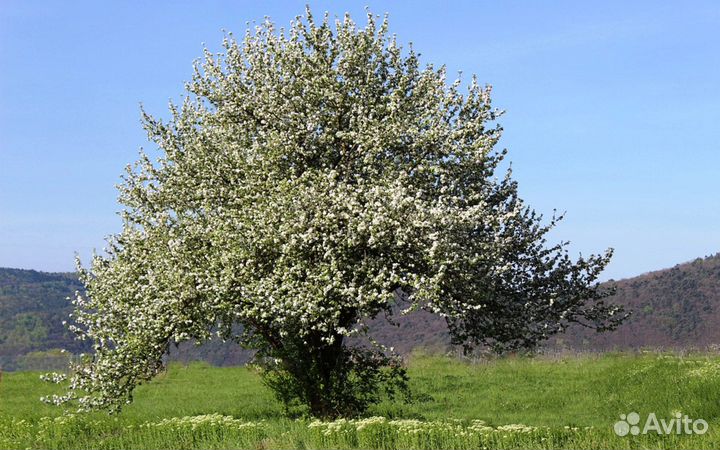 Яблоня дикая для озеленения