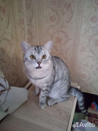 Шотландский кот