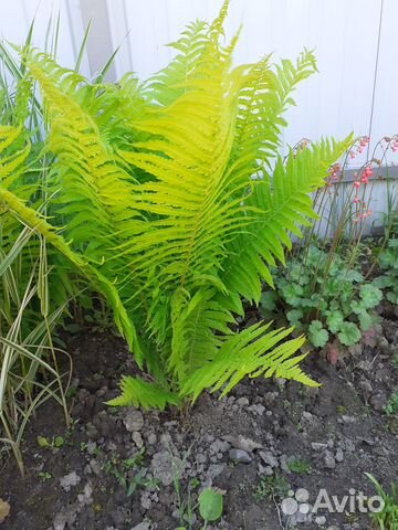 Папоротник садовый и хосты