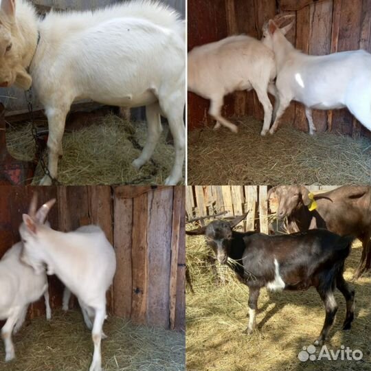 Козел зааненский