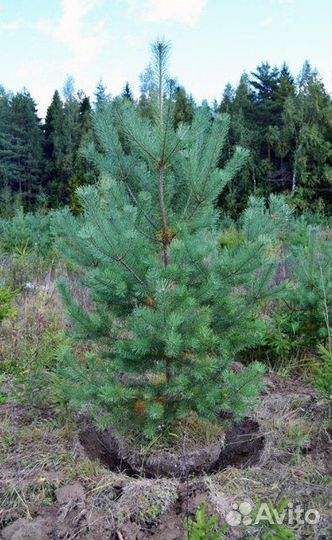 Сосна обыкновенная, крупномер