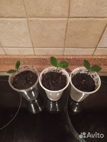 Замиокулькас