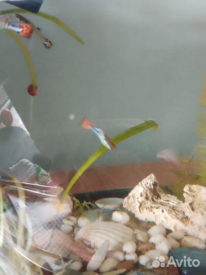 Аквариумные рыбки гуппи