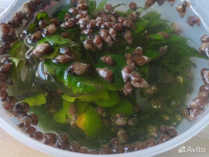 Улитки аквариумные