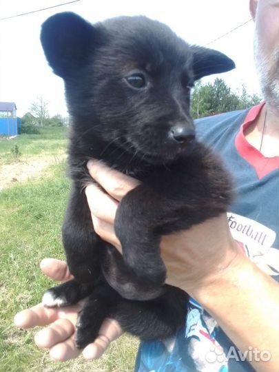 Щенки - в добрые руки отдам бесплатно