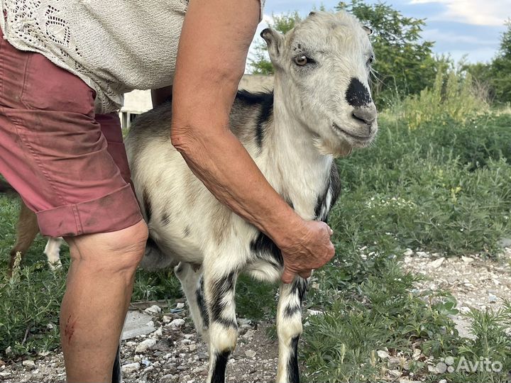 Козел ламанча