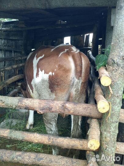 Бык на племя или на мясо