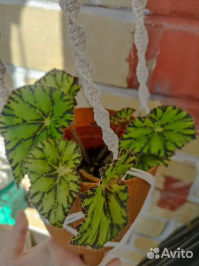 Бегония тигровая