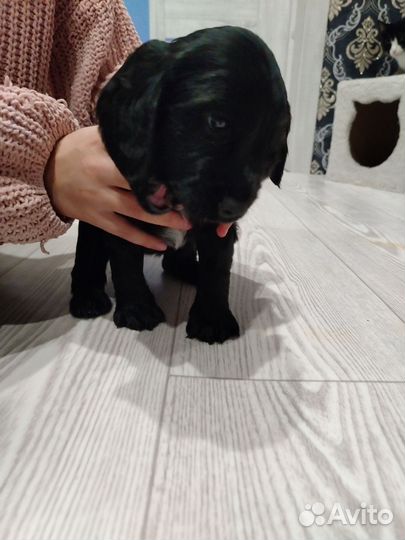 Английский кокер спаниель