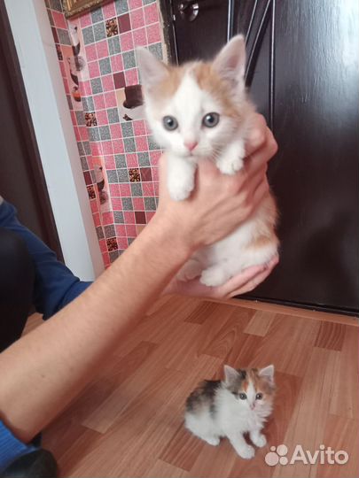 Кошки в добрые руки