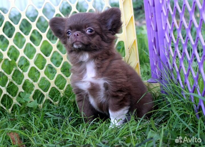 Шоколадная Леди