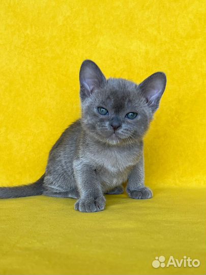 Бурманские котята в голубом окрасе