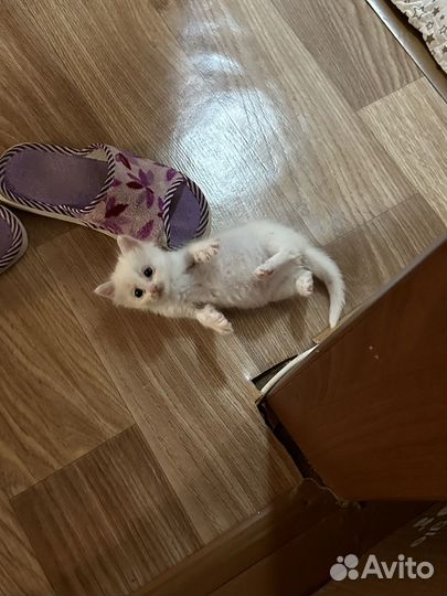 Отдам котенка