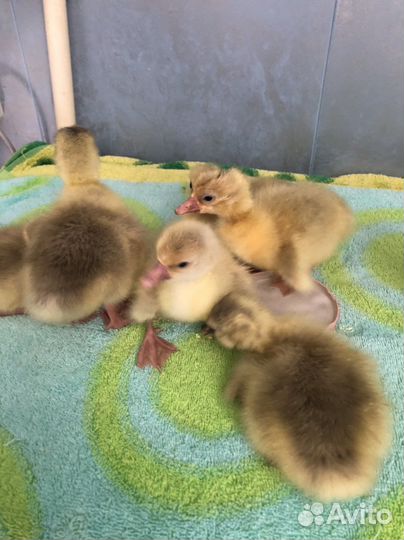 Суточные гуси