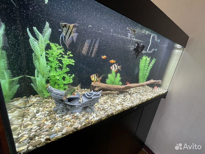 Аквариум с тумбой juwel 180л