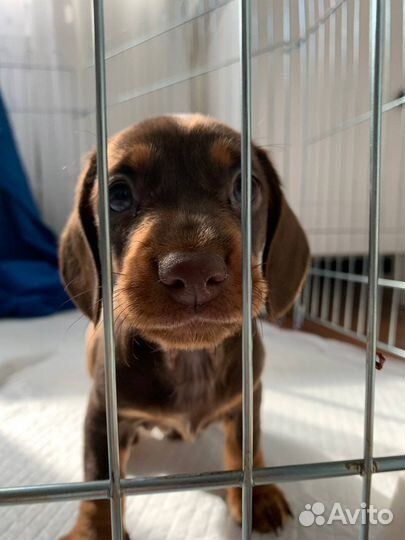 Щенок таксы девочка