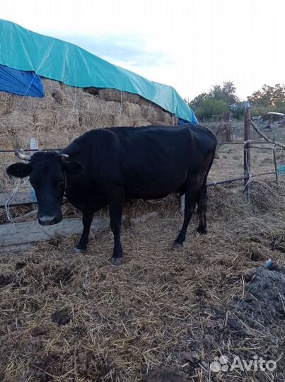 Корова дойная