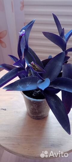 Комнатные цветы