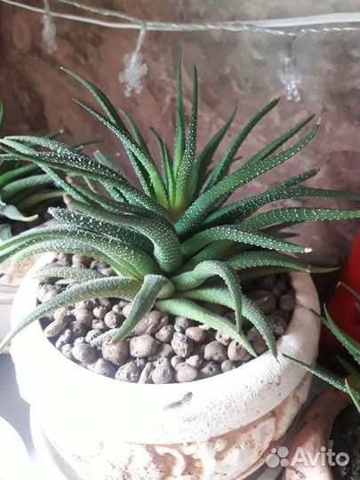 Хавортия attenuata