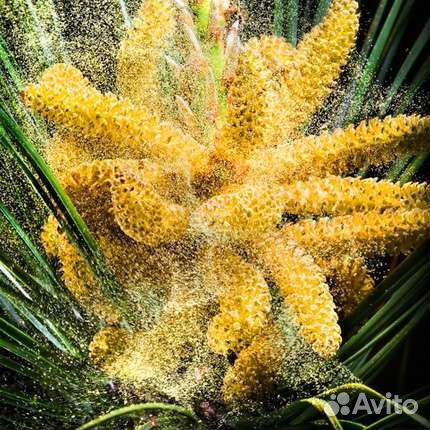 Сосновая пыльца в меду