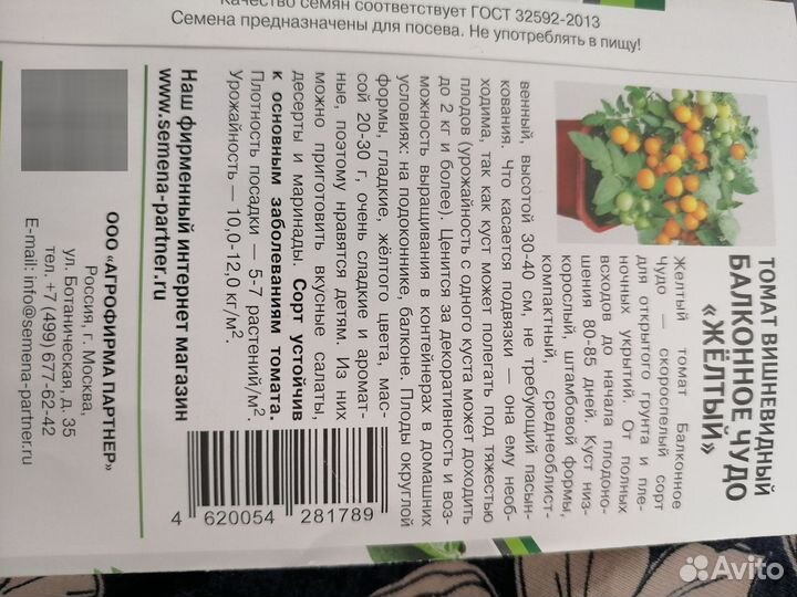 Рассада помидор