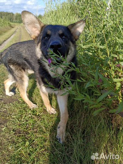 Ларс в добрые руки