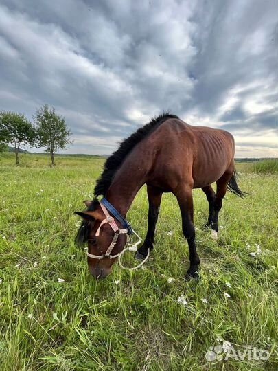 Продам лошадей. Обучены, в седло, телегу, сани