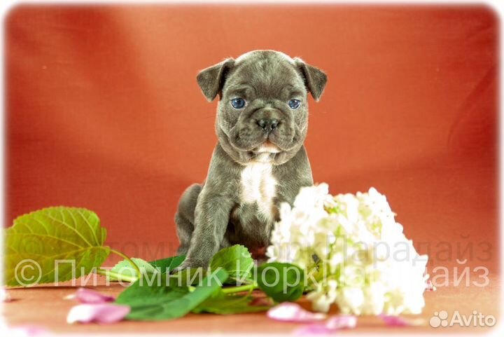 Французский бульдог