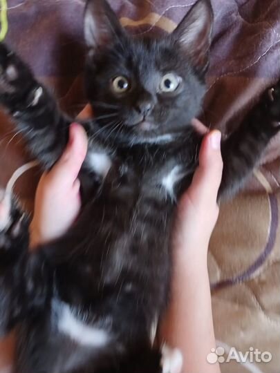 Отдам котенка