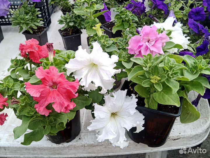 Петуния, Сальвия, Колеус, Гацания, Георгины