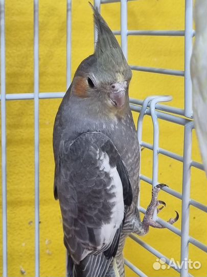 Корелла, попугай карелла