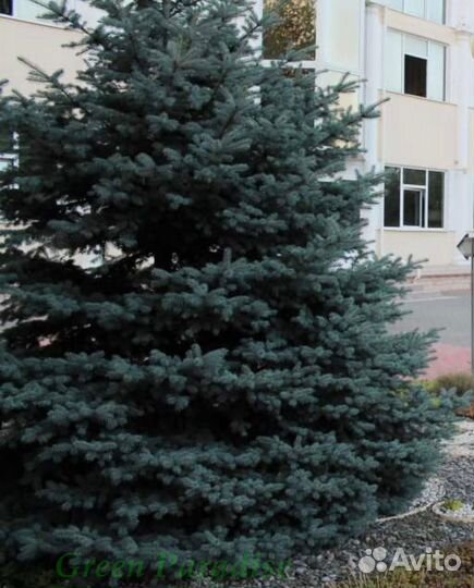 Ель голубая