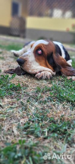 Щенки бассета
