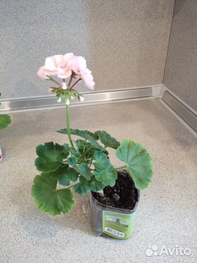 Пеларгония