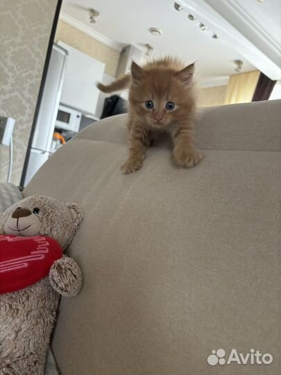 Рыжий котенок мальчик