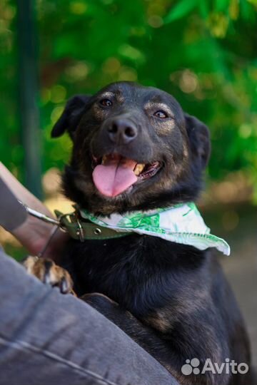 Собака в добрые руки