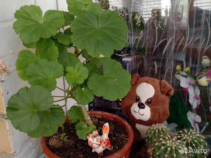 Комнатные цветы