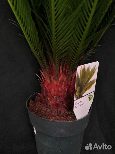Пальма Цикас революта 17/70