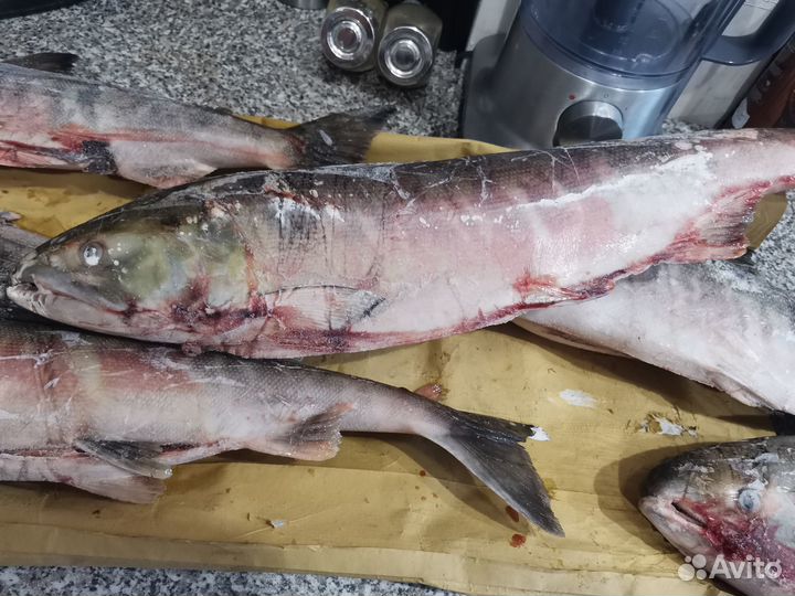 Кета потрошёная с головой