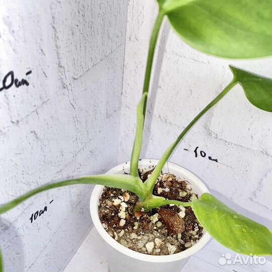 Монстера Альба зеленая