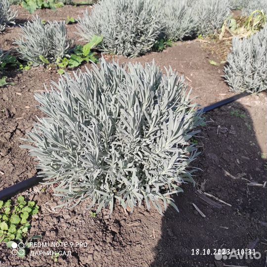 Лаванда широколистная