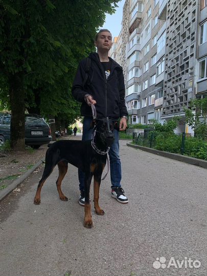 Работа выгул собак