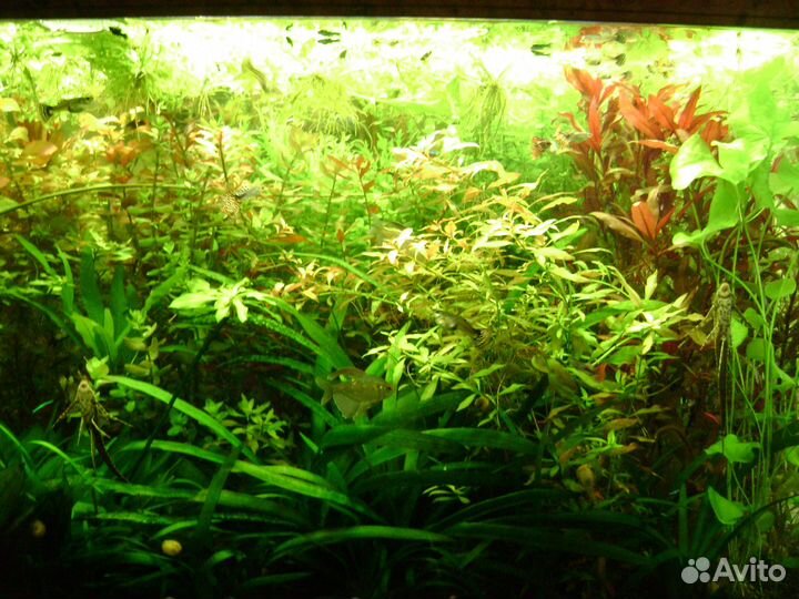 Сайдекс,аквариумные удобрения,корма Coppens