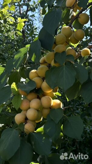 Абрикос свежий