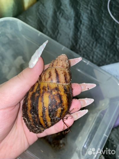 Улитка архахатина маргината сутуралис/ овум