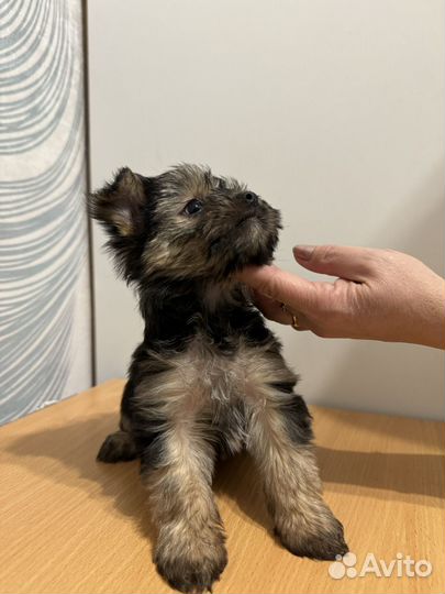 Йоркширский терьер мальчик