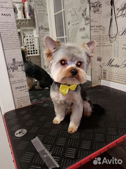 Стрижка собак и кошек