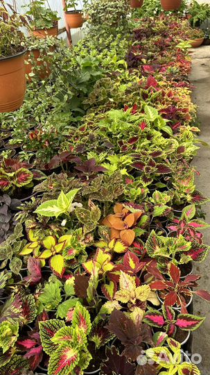 Колеусы вегетативные