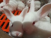Кролики Новозеландские белые