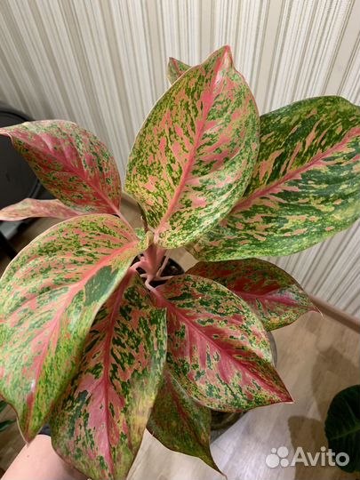 Аглаонема спринг ред